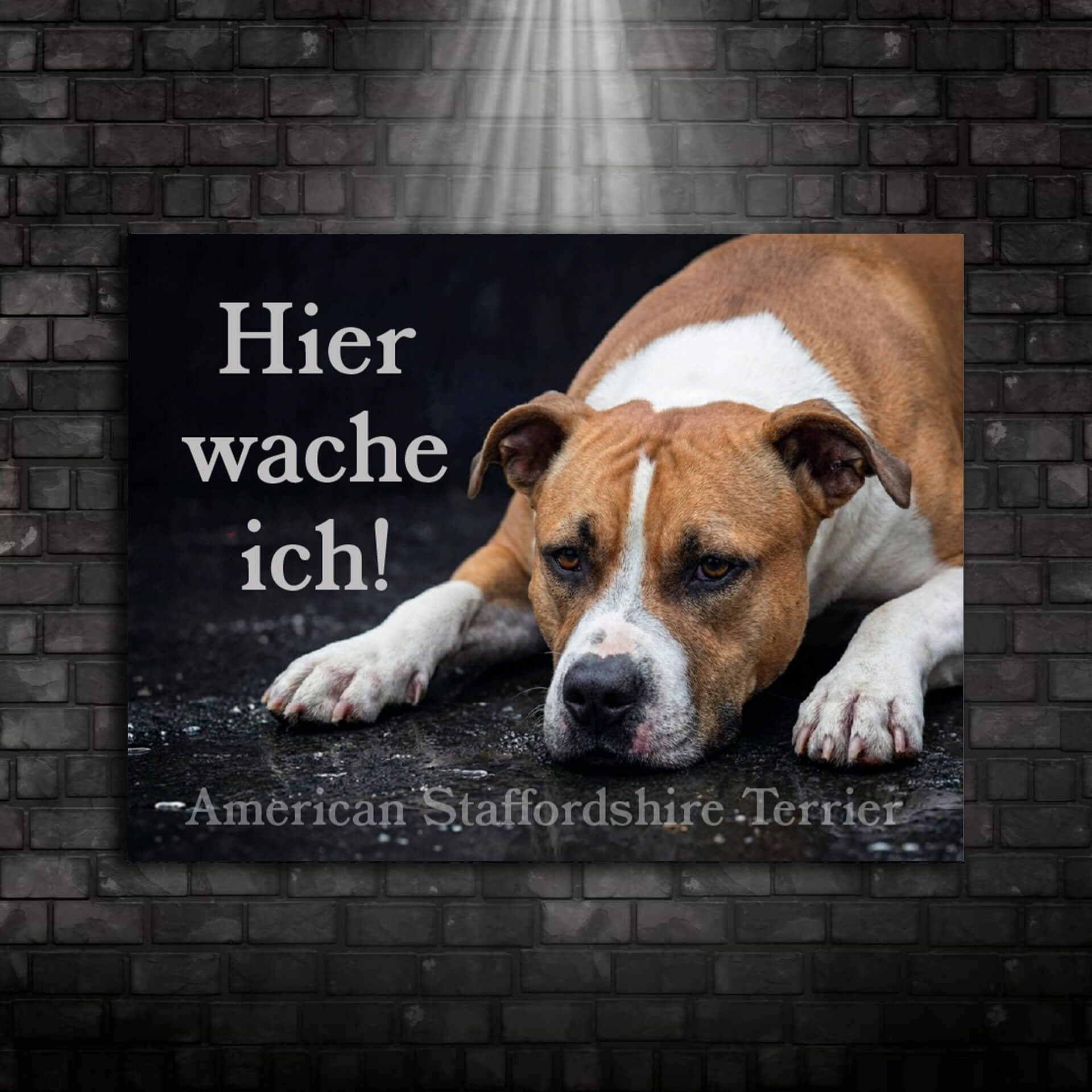 American Staffordshire 003 Ansicht