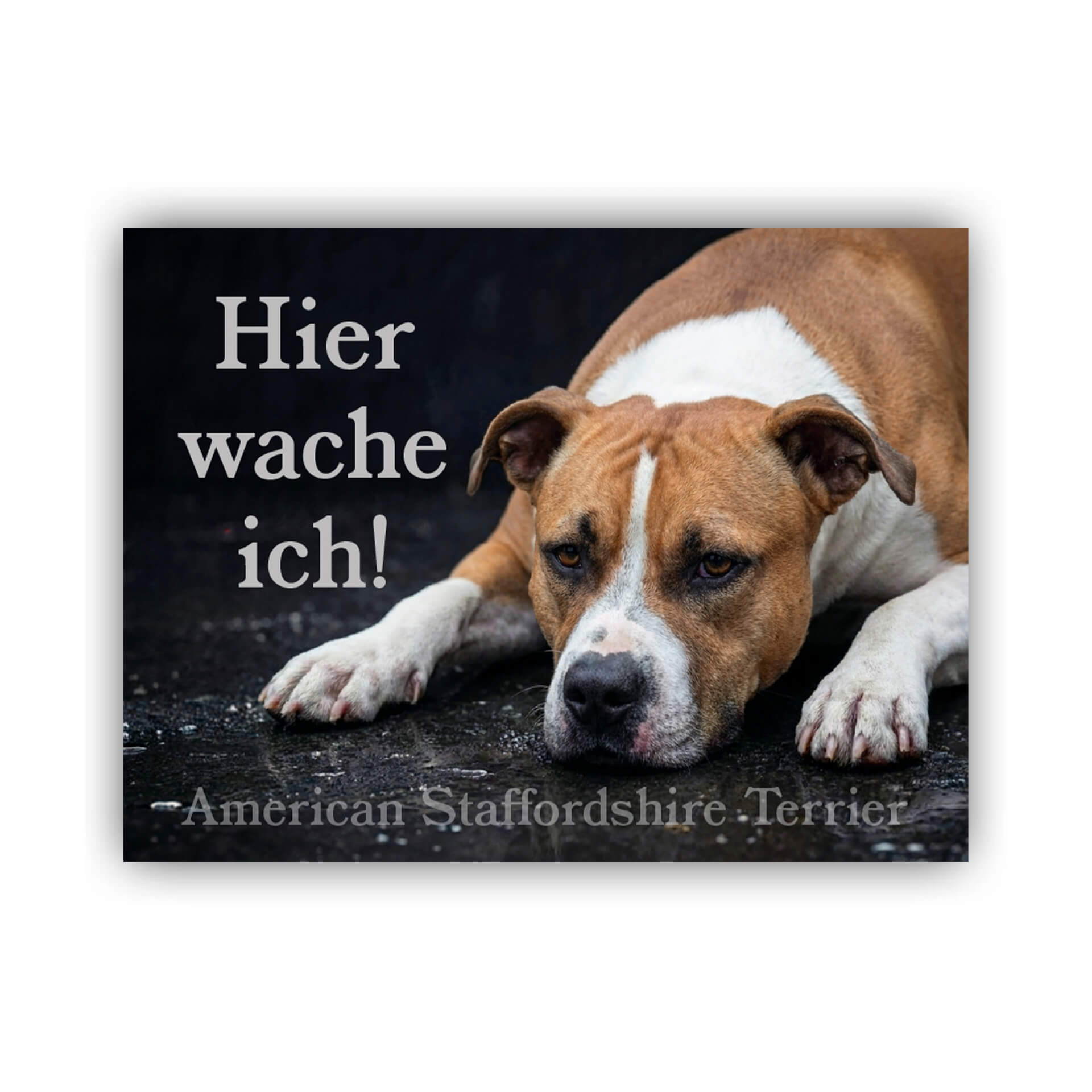 American Staffordshire Terrier Warnschild Hier wache ich 003