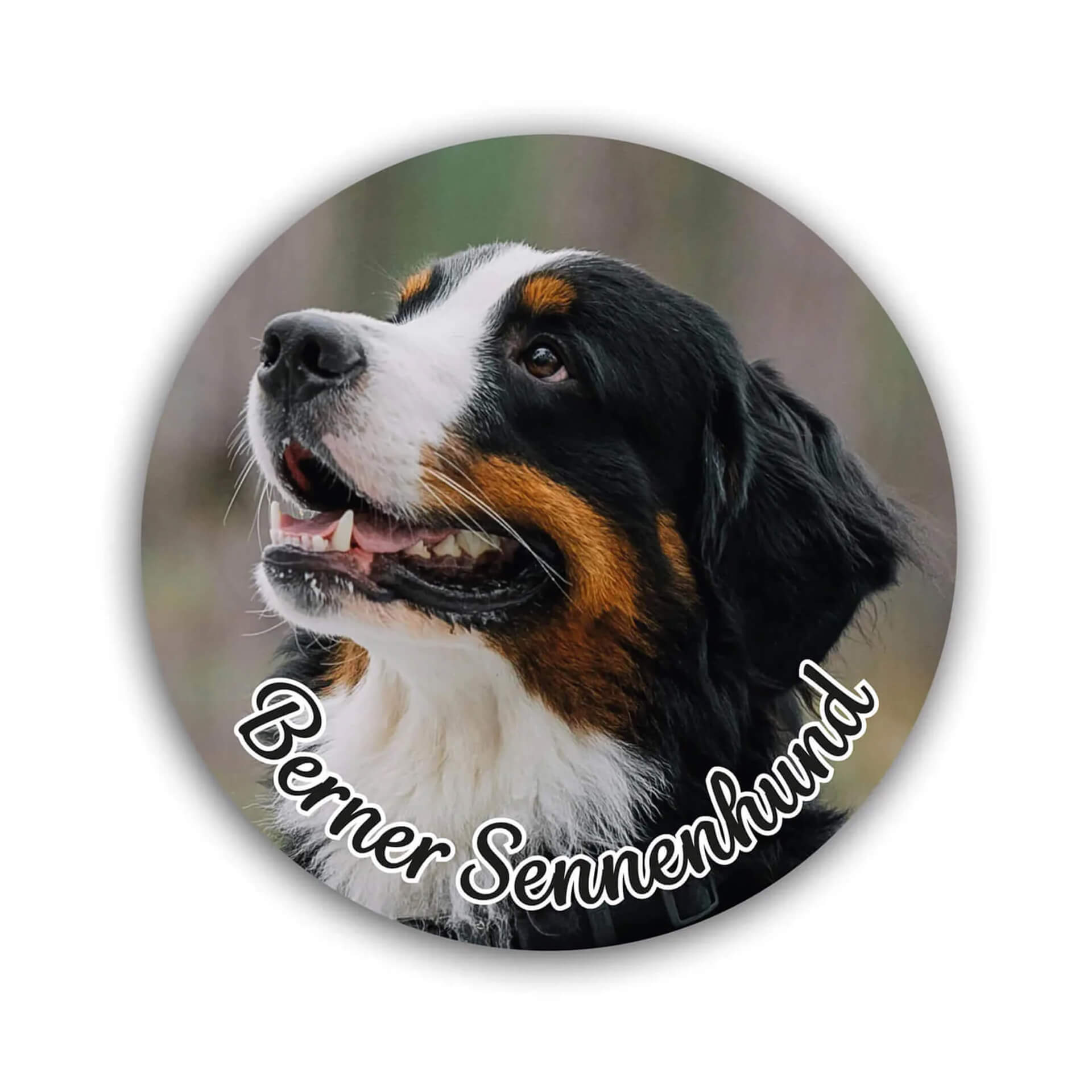 Berner Sennenhund Aufkleber 003