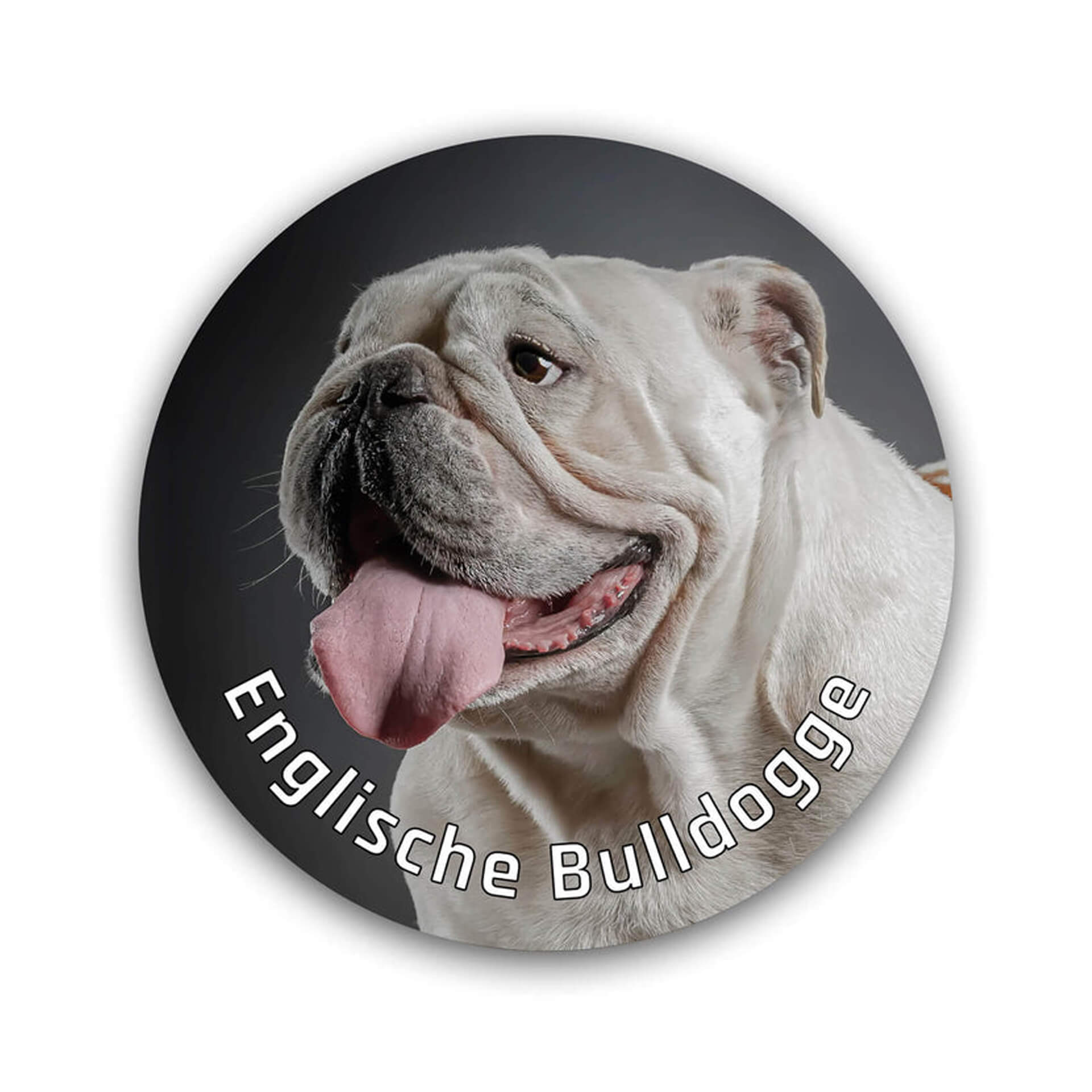 Englische Bulldogge Aufkleber "B001"