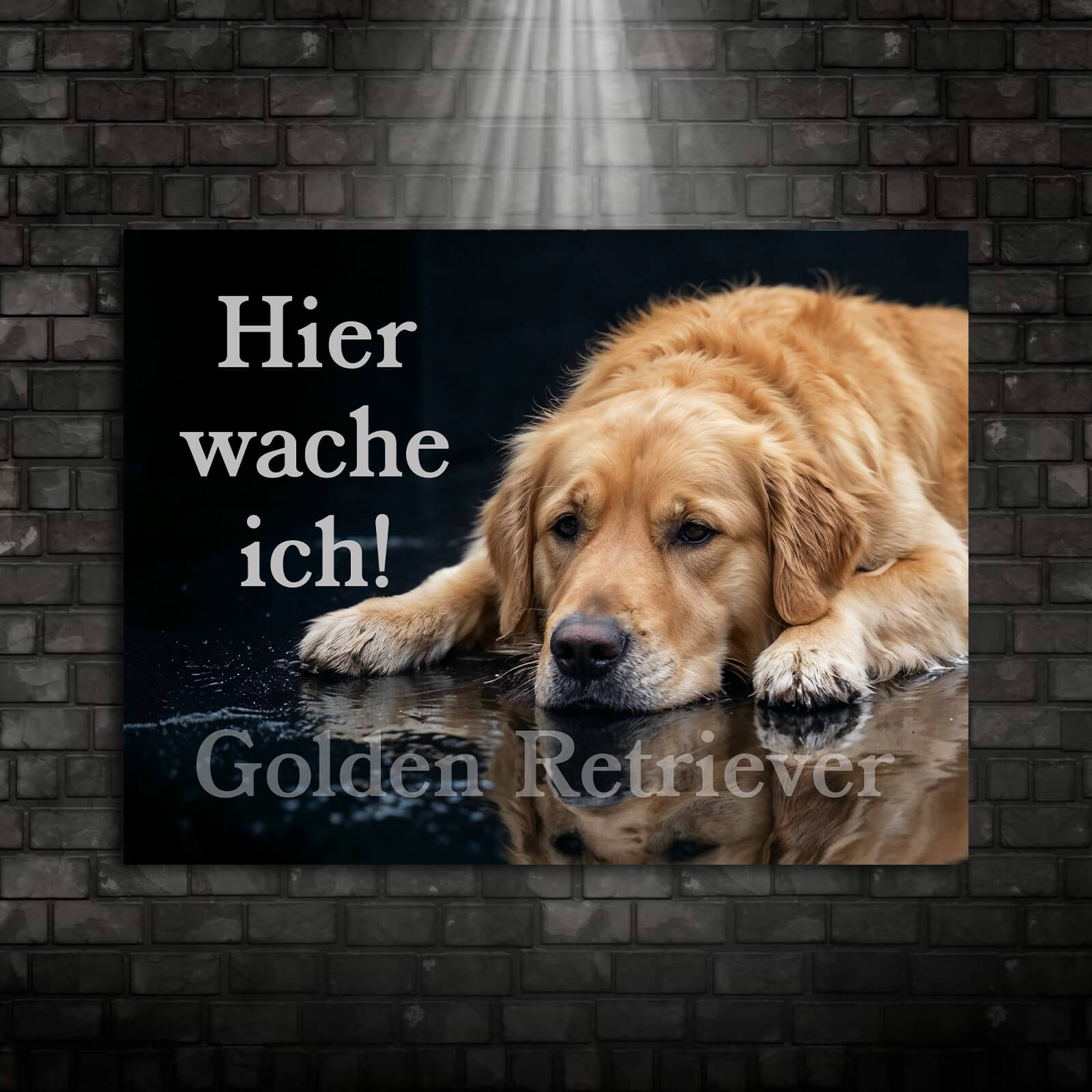 Golden Retriever 001 Ansicht