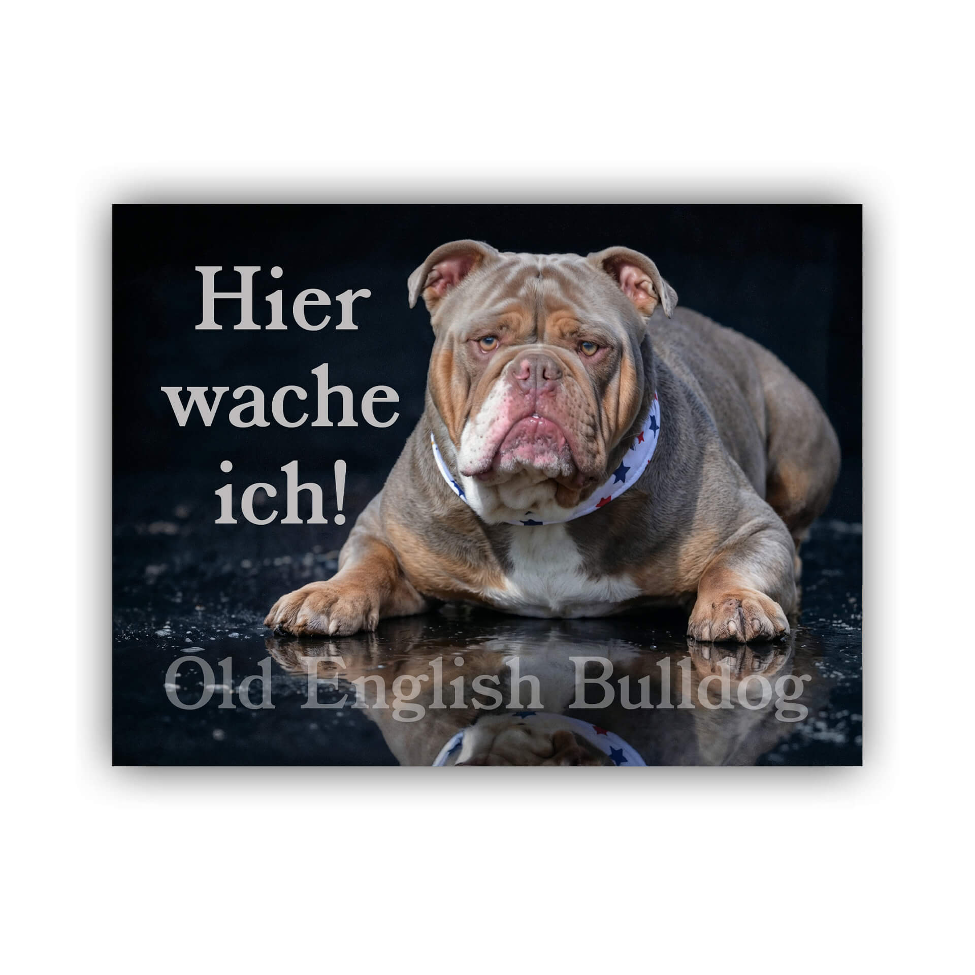 Old English Bulldog Hier wache ich Warnschild 009
