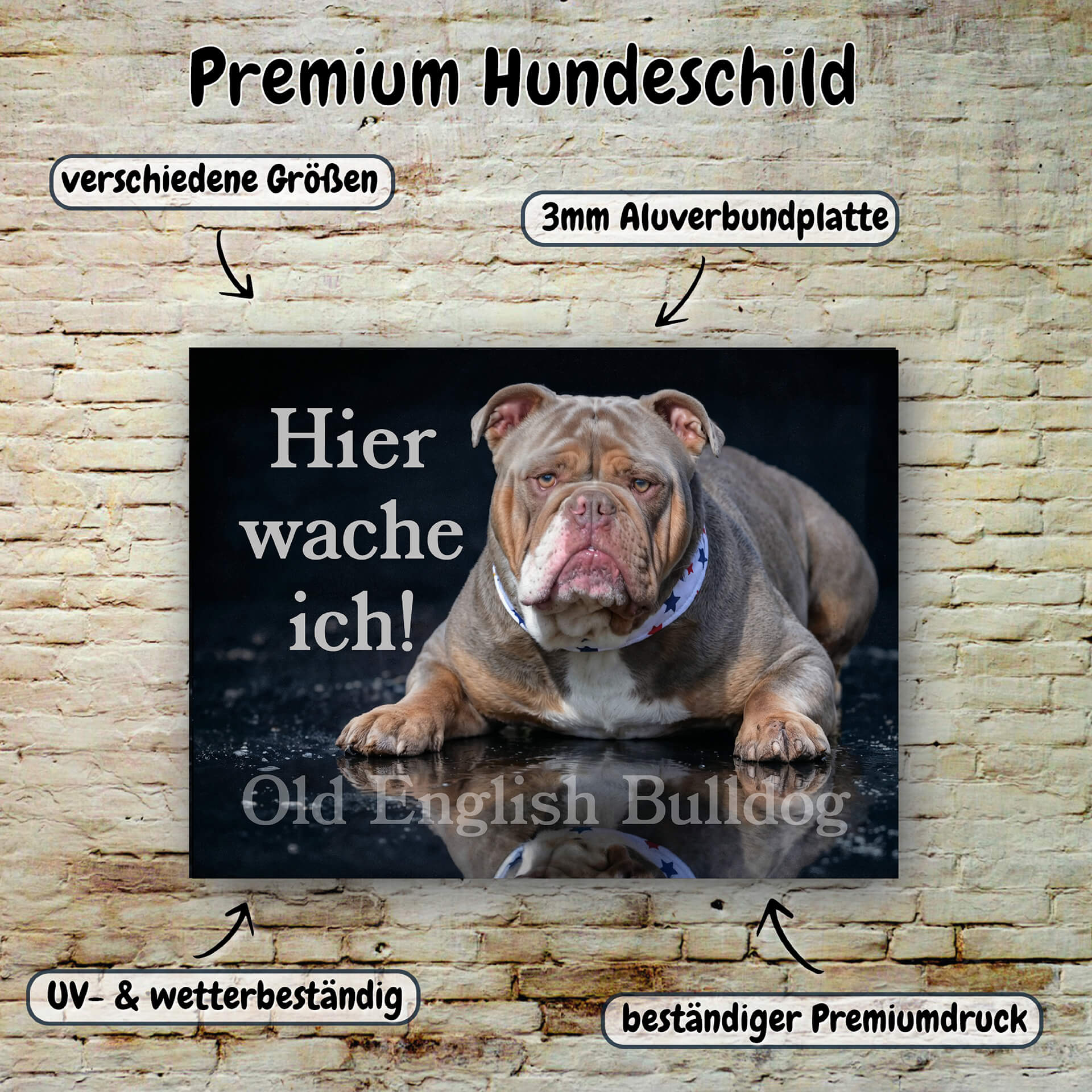 Old English Bulldog Warnschild Merkmale 009